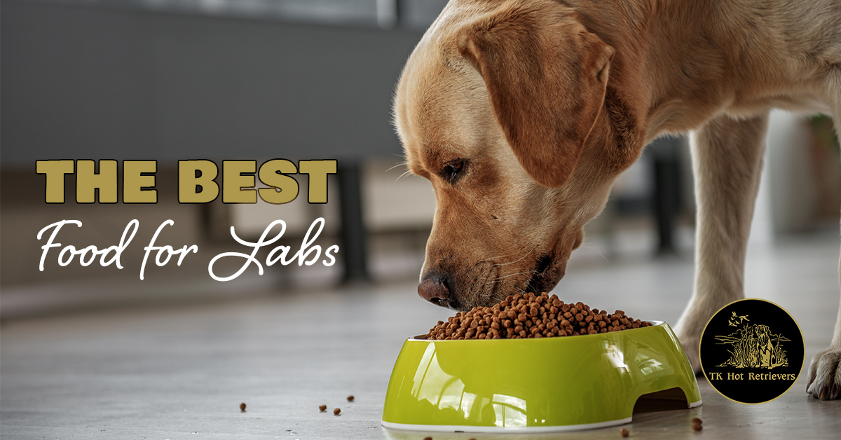 The Best Food for Labs