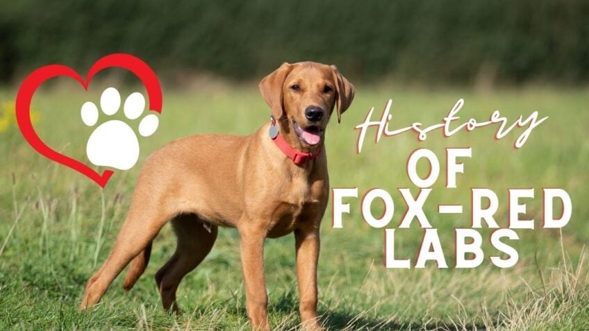 The History of Fox-Red Labradors - TK Hot Retrievers