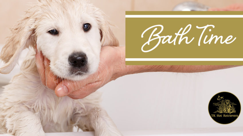 When to give your dog a bath.