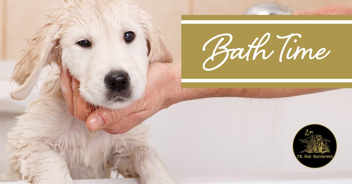 When to give your dog a bath.