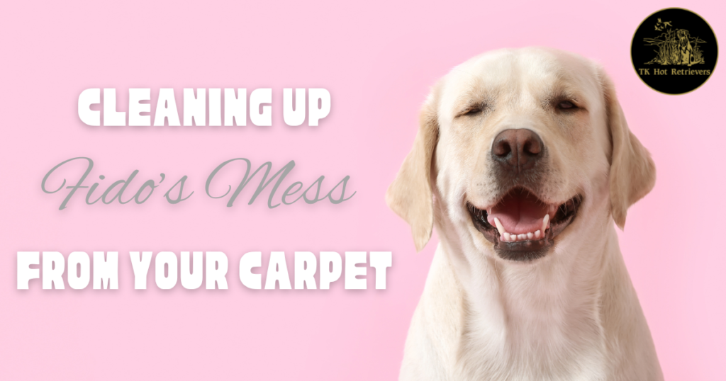 Tips for Cleaning Up a Dog Mess on Your Carpet TK Hot Retrievers