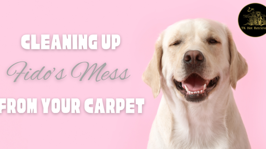 Tips for Cleaning Up a Dog Mess from Your Carpet