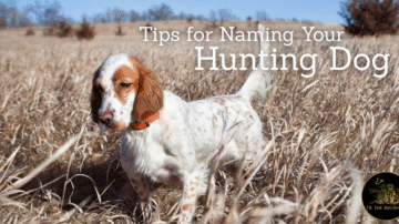 Tips for Naming Your Hunting Dog