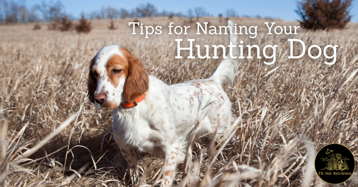 Tips for Naming Your Hunting Dog