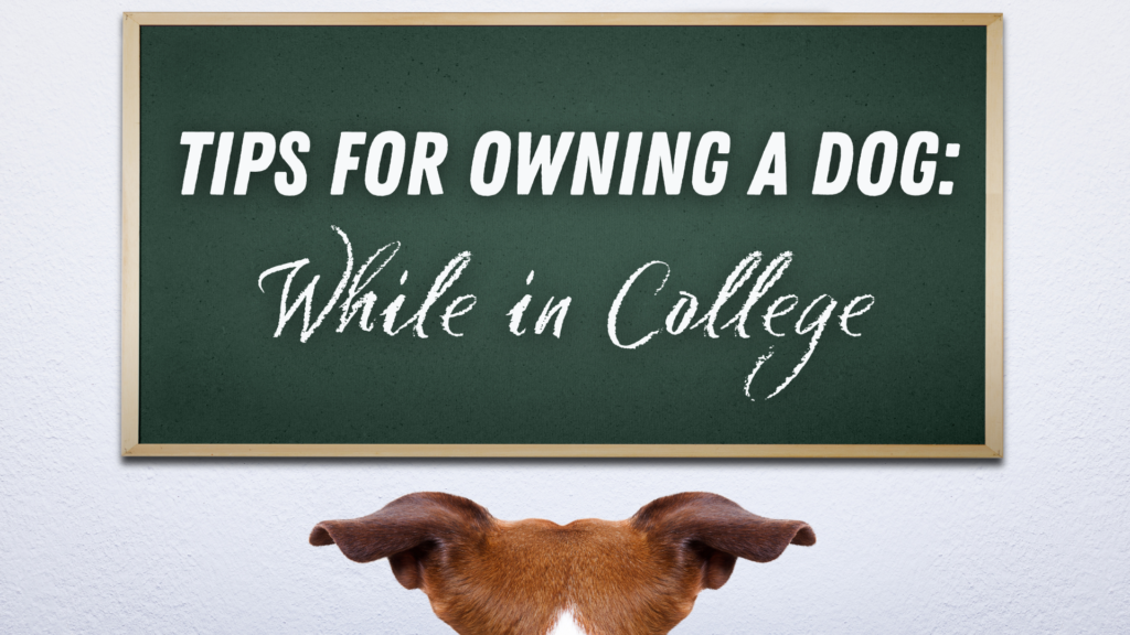 Tips for Owning a Dog While in College TK Hot Retrievers