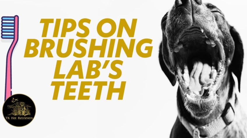 Tips for Brushing Labs Teeth