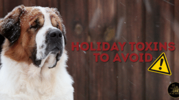 Top Holiday Pet Toxins to Look Out For