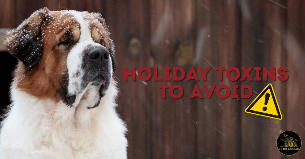 Top Holiday Pet Toxins to Look Out For
