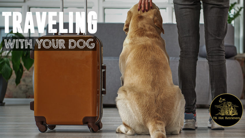 Tips for Traveling with your Dog