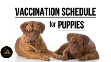 Vaccination Schedule for Puppies