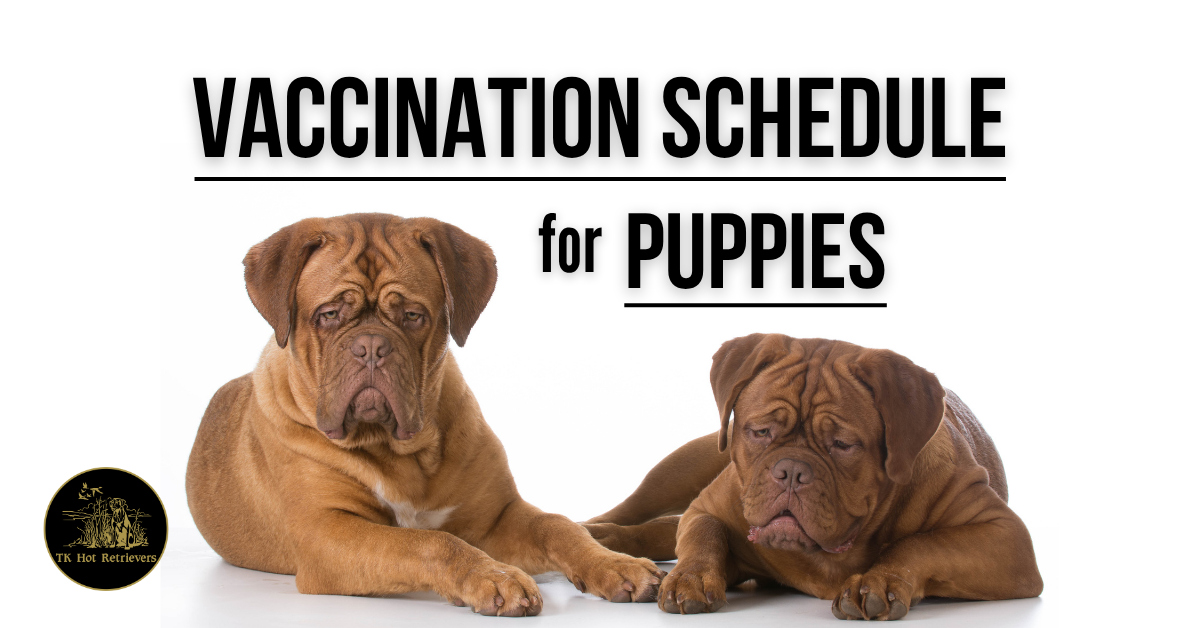Vaccination Schedule for Puppies