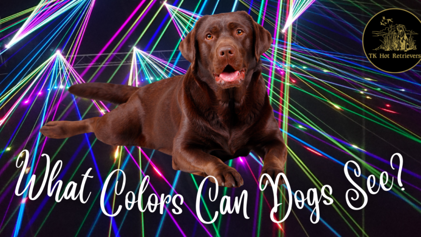 What Colors Can Dogs See?