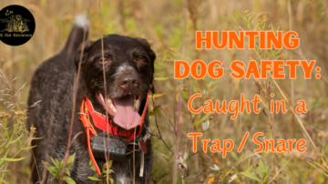 What to Do if Your Dog Gets Caught in a Hunting Trap or Snare
