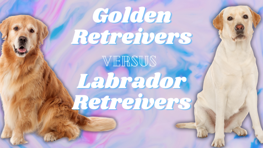 What's the Difference Between Labrador & Golden Retrievers?