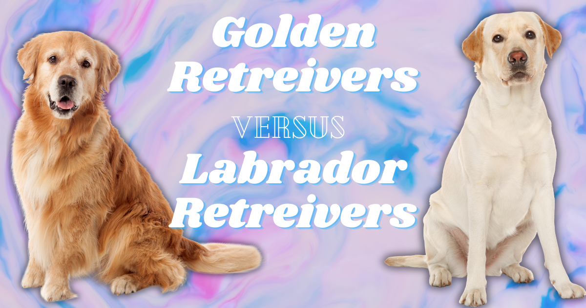 What's the Difference Between Labrador & Golden Retrievers?