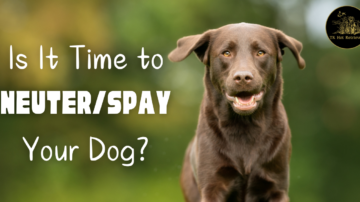 When is the Best Time to Neuter or Spay Your Dog?