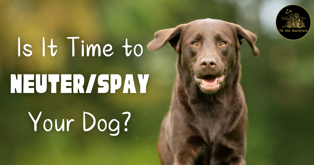 When is the Best Time to Neuter or Spay Your Dog?