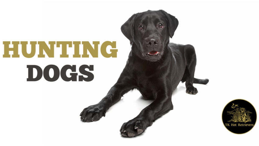 Why Labradors Make Great Hunting Dogs
