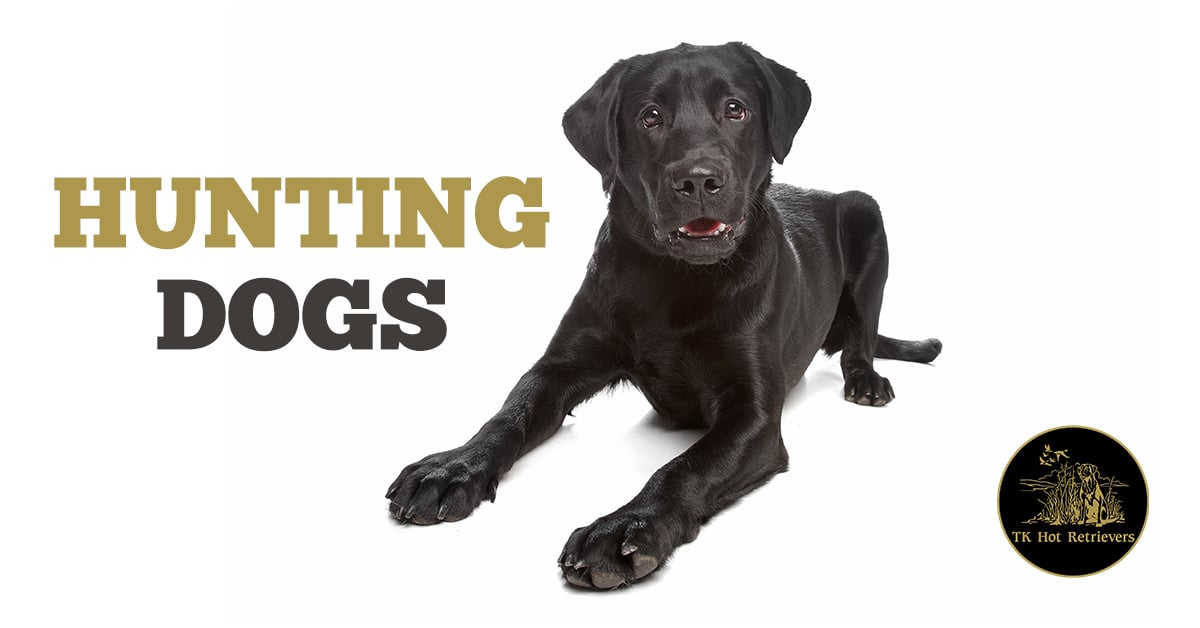 are labrador retrievers bird dogs