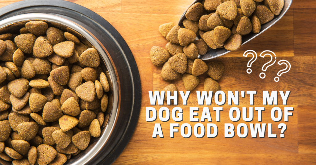 Why Won't My Dog Eat Out of a Food Bowl? TK Hot Retrievers