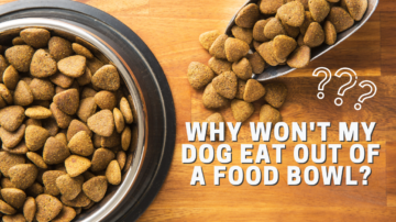 Why Won't My Dog Eat Out of a Food Bowl?