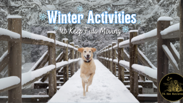 Winter Activities to Keep Your Dog Moving